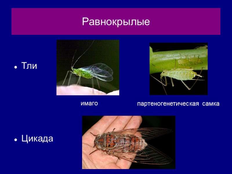 Равнокрылые Тли     Цикада имаго партеногенетическая самка